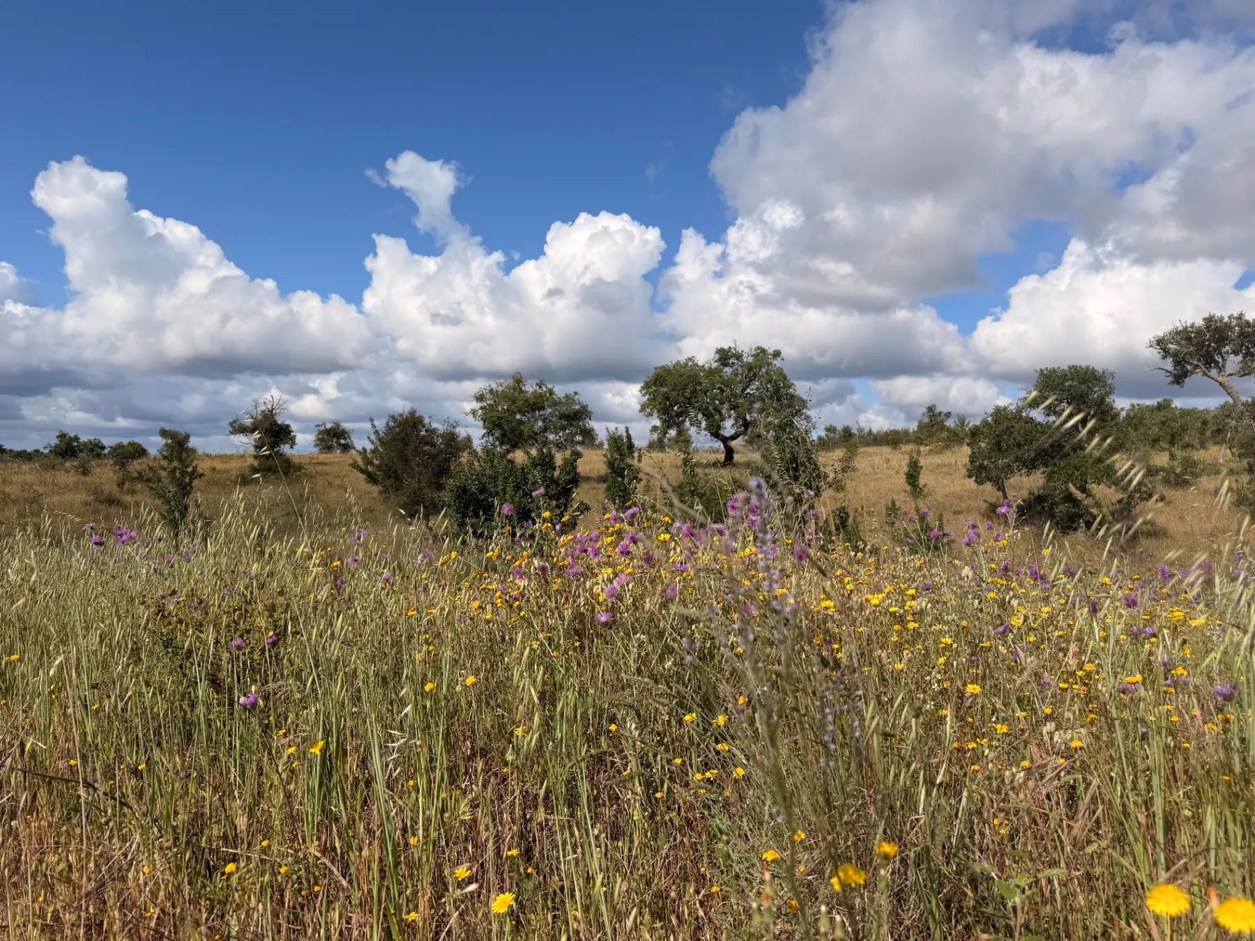 Wildflowers and cork oaks