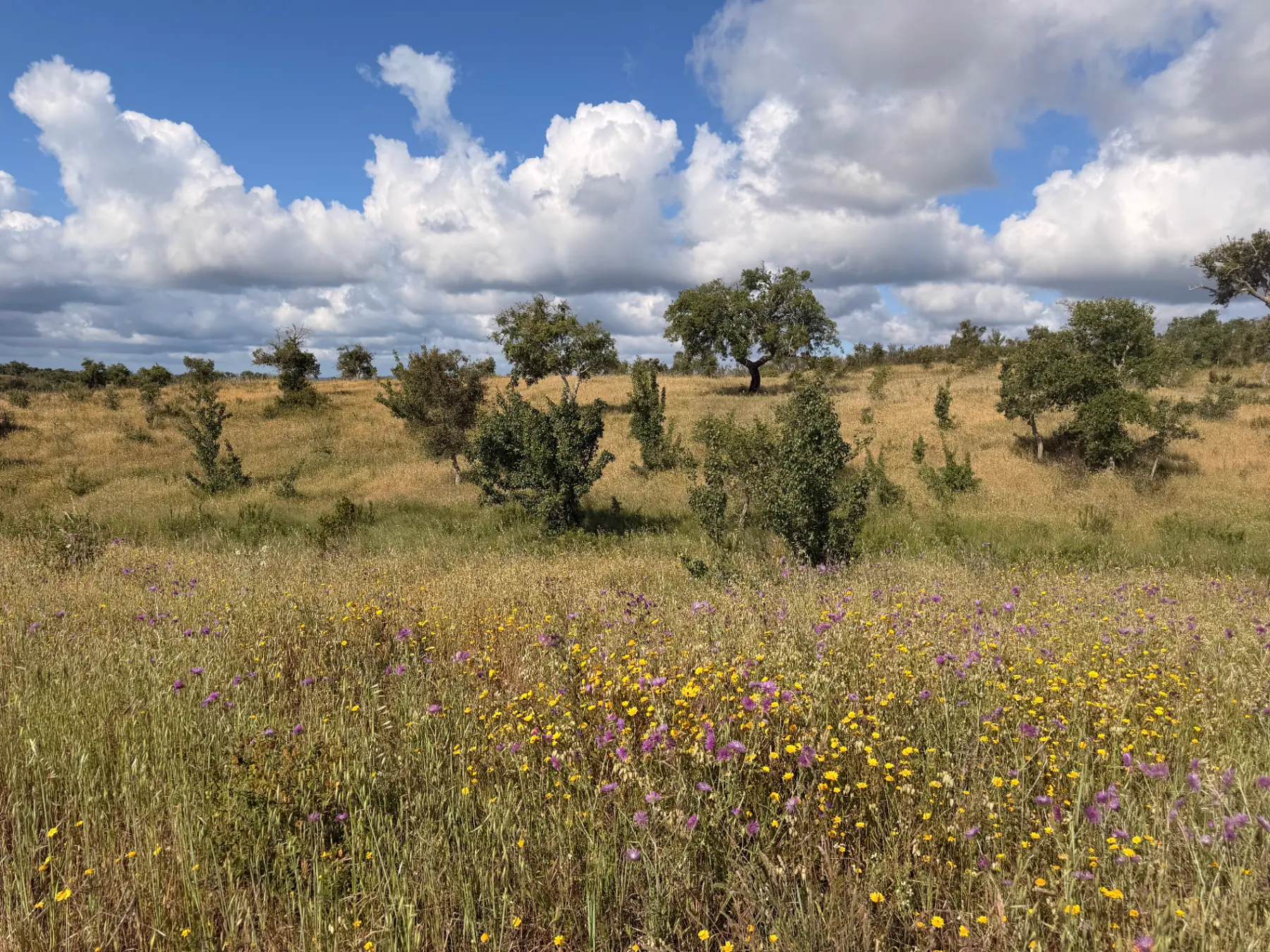 Cork oak meadow under cumulus clouds