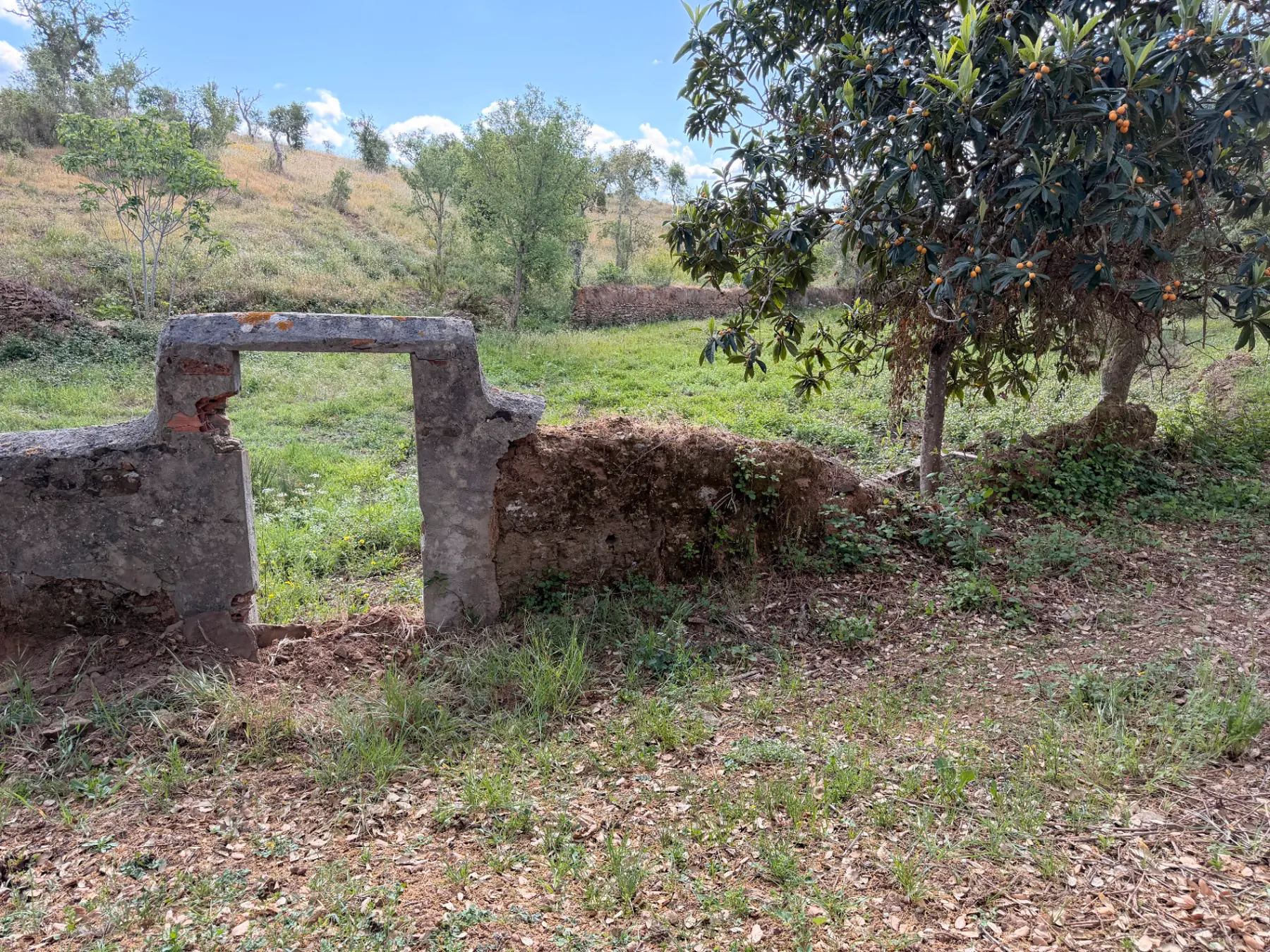 Stone ruin with loquat tree