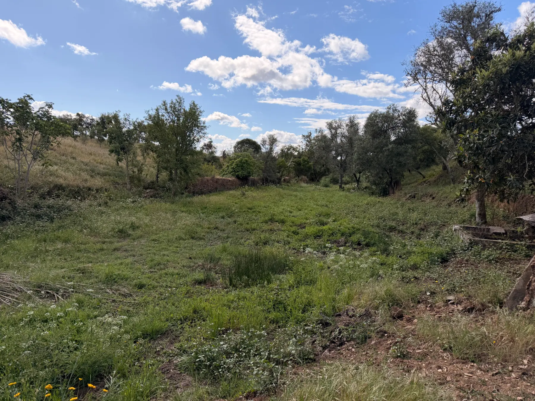 Green clearing surrounded by trees