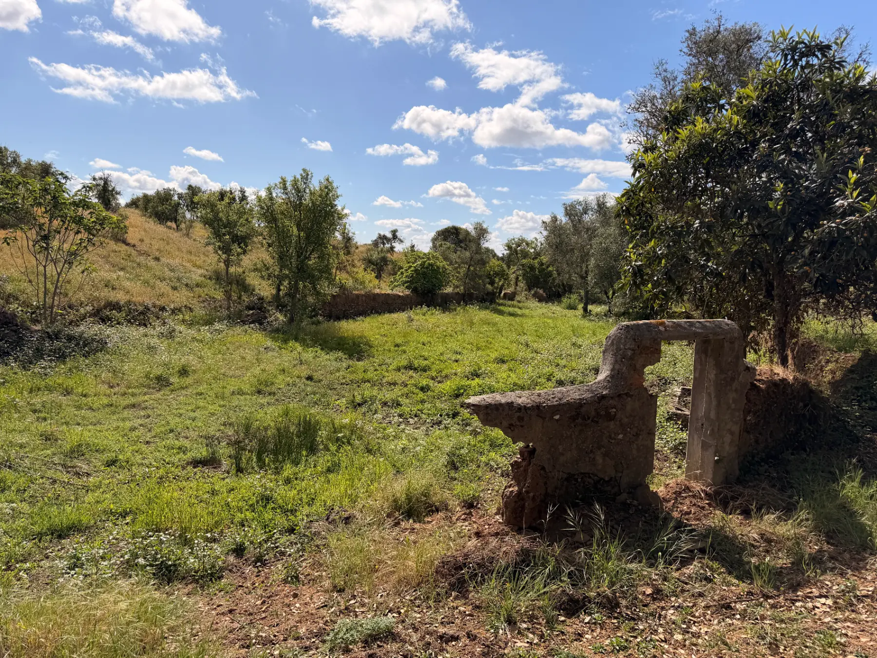 120-year-old original stone wall enclosing the future orchard