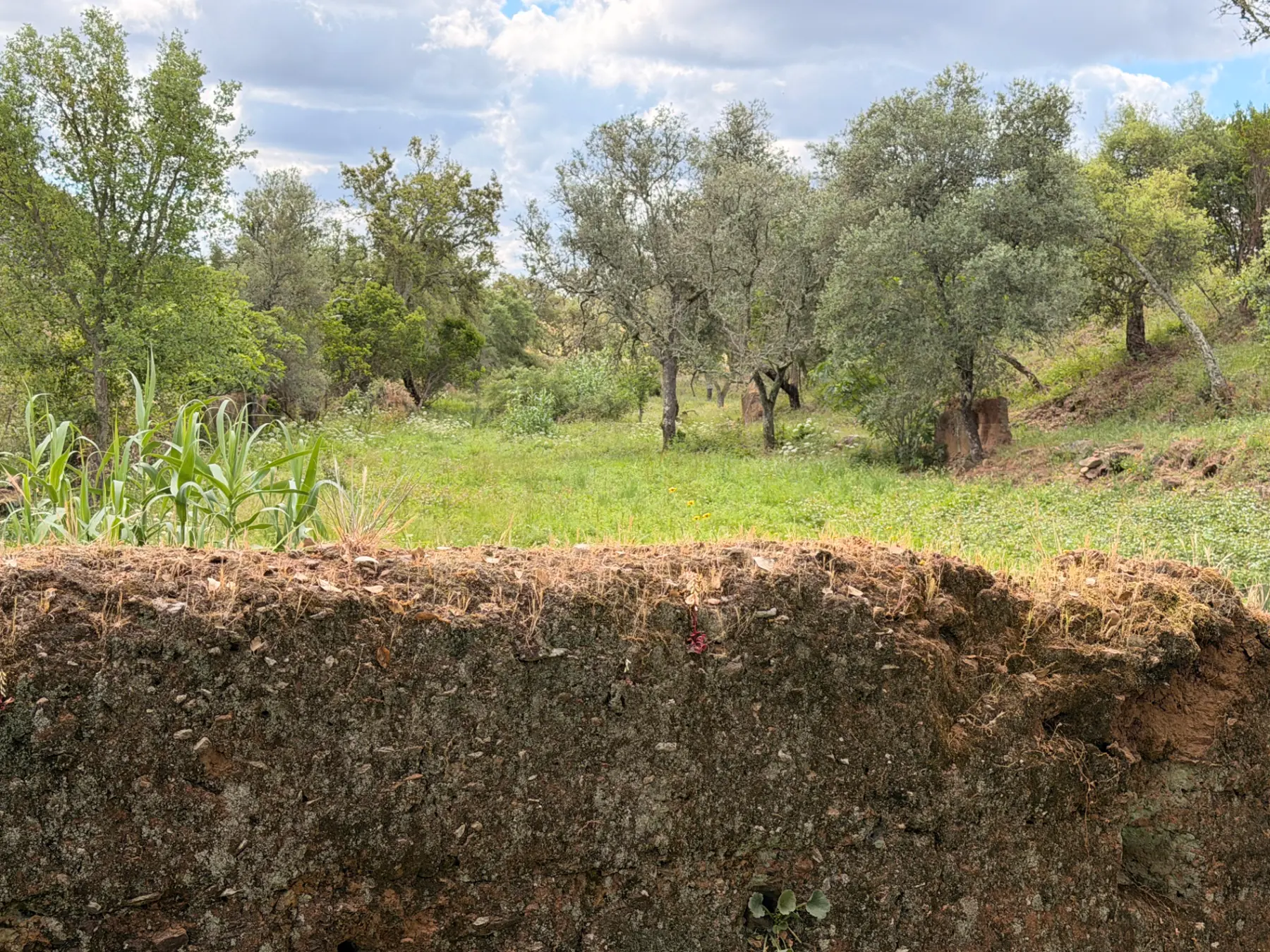 Oak grove beyond the earth wall